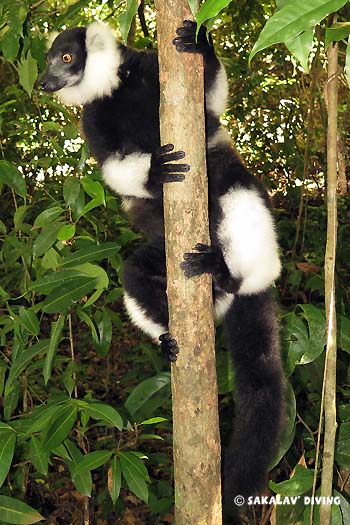 maki de Nosy Be Madagascar